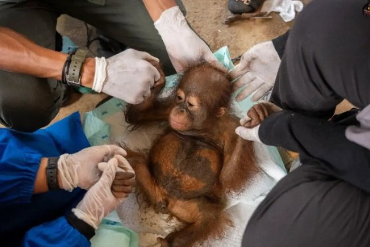 Bayi Orangutan