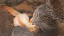 Seekor kucing bernama Pusha mengadopsi empat bayi tupai dan tinggal bersama di taman miniatur lokal di Bakhchisaray, Krimea pada 25 April 2019. Warga memberikan susu kambing untuk bayi tupai karena sang kucing tidak bisa menghasilkan susu bagi hewan yatim tersebut. (REUTERS/Alexey Pavlishak)