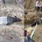 Misteri Penemuan Tapir di Kebun Sawit Mesuji