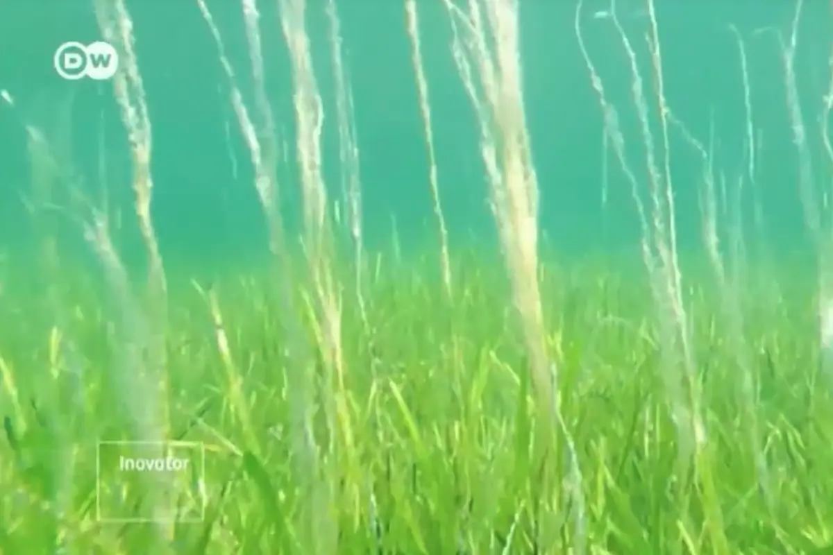 Rumput Buatan Lindungi Ekosistem Pantai Dari Abrasi Laut. sumberfoto: DW English