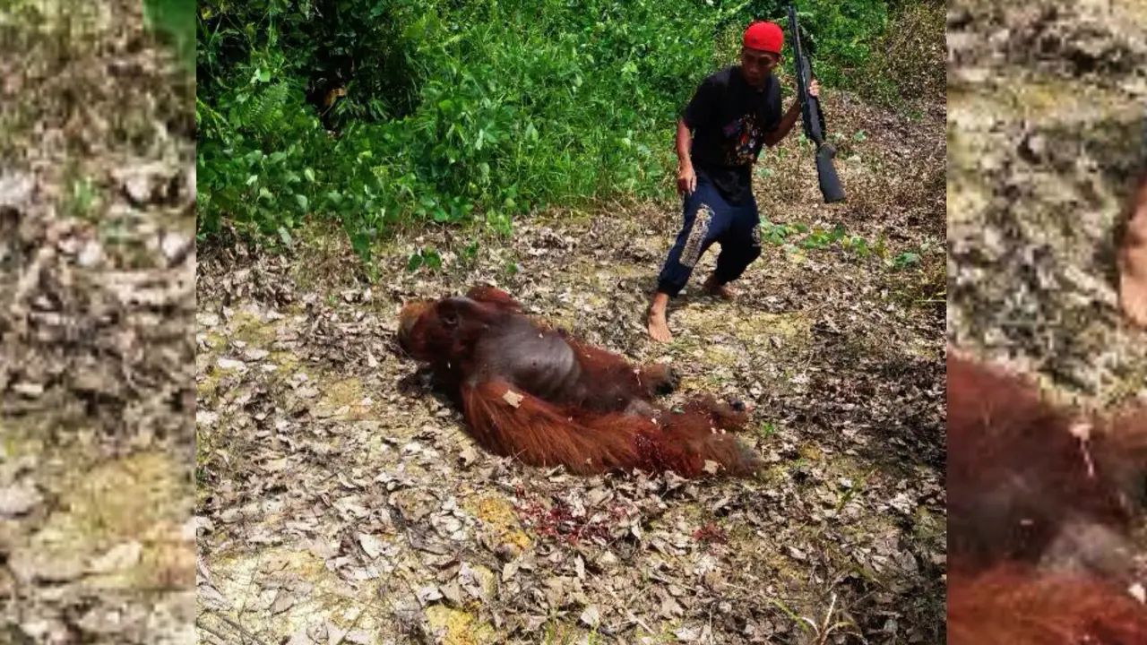 Pembantaian Orangutan 