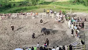 Pesta adat adu kerbau di Toraja Utara