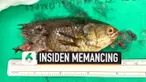 vertical mancing