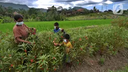 Seorang ibu ditemani dua anaknya memanen bunga pacar air di kawasan Sidemen, Karangasem, Bali, Kamis (2/9/2021). Badan Pusat Statistik Provinsi Bali mengumumkan penduduk miskin Bali kini berjumlah 201.970 orang dari sekitar 4,32 juta orang penduduk Bali. (merdeka.com/Arie Basuki)