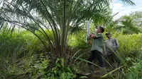 Ratusan Hektare Sawit Ilegal Menggerogoti Jantung Leuser