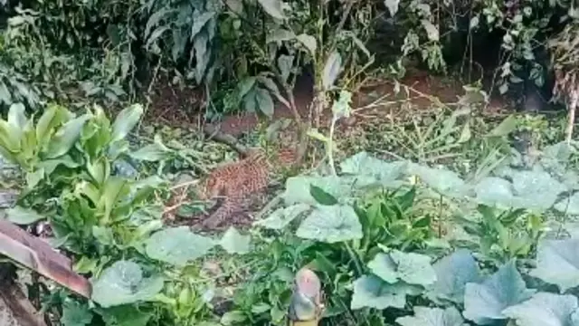 Tangkapan layar macan tutul terjerat di kawasan Gunung Mas Puncak, Kampung Batik, Desa Tugu Selatan, Kecamatan Cisarua, Bogor.
