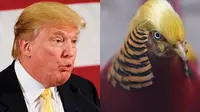 7 Hewan yang Pernah Diserupakan dengan Presiden AS Donald Trump