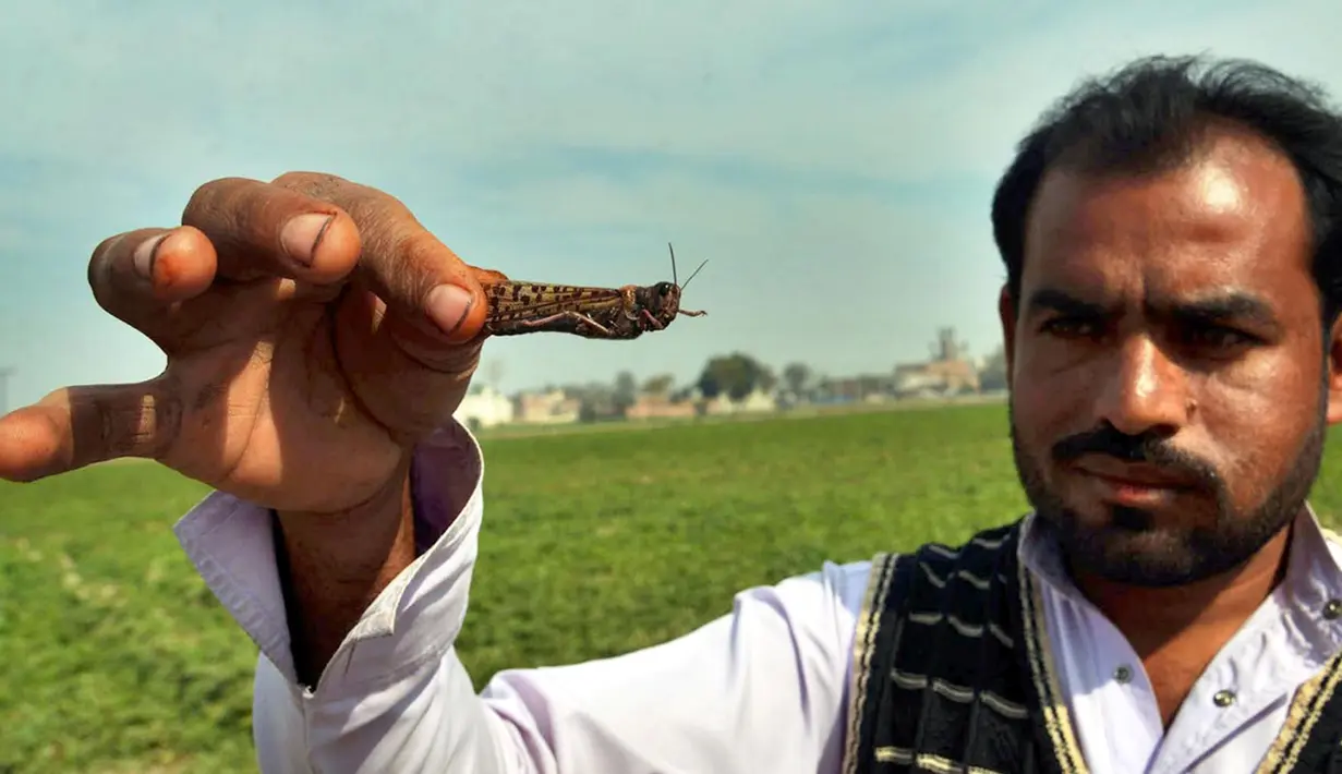 Seorang petani yang menunjukkan seekor belalang di Distrik Okara, Provinsi Punjab, Pakistan timur (15/2/2020). Serangan belalang terhadap tanaman telah menyebabkan kerugian finansial yang besar bagi para petani di beberapa wilayah negara tersebut. (Xinhua/Str)