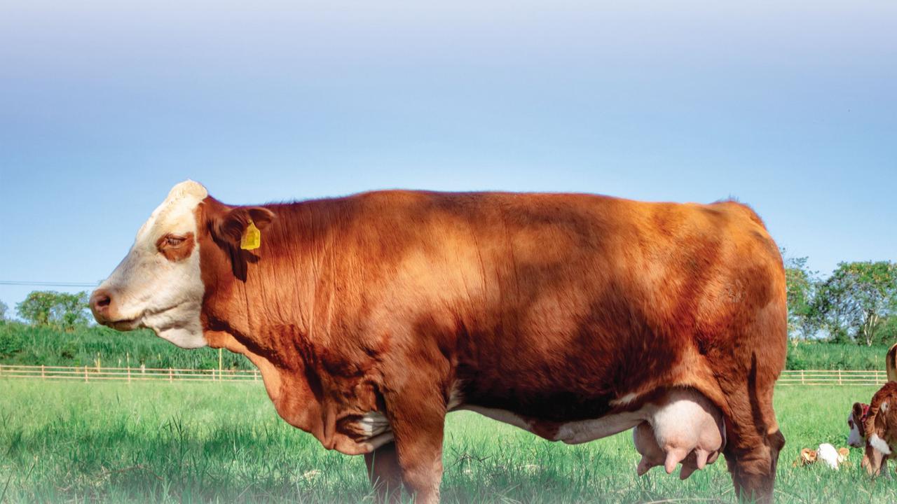 Sapi Simmental