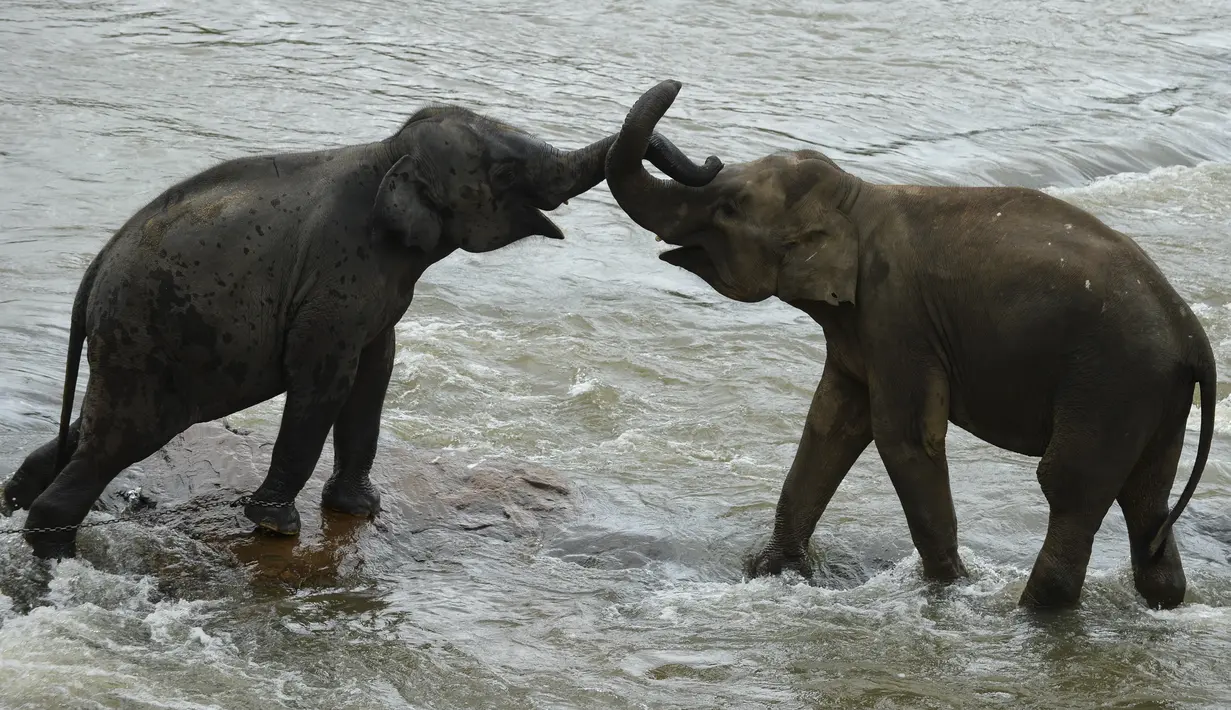 Gajah bermain saat mandi sehari-hari di sungai di Panti Asuhan Gajah Pinnawala di Pinnawala, Kolombo (11/8/2020). Hari Gajah Sedunia dirayakan setiap tahun pada 12 Agustus untuk menyebarkan kesadaran tentang pelestarian dan perlindungan gajah. (AFP/Lakruwan Wanniarachchi)
