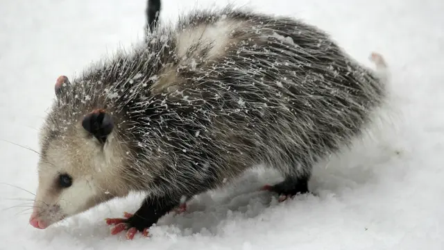 Opposum
