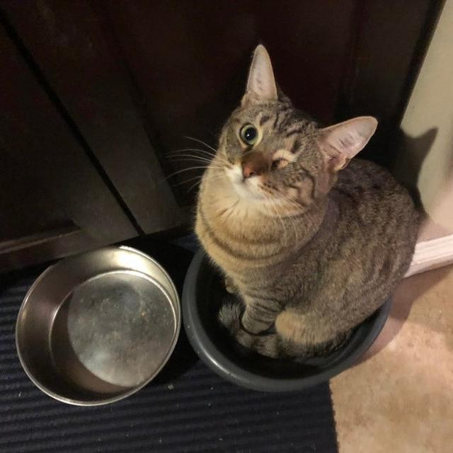 7 Tingkah Laku Unik Binatang Peliharaan yang Tak Terduga