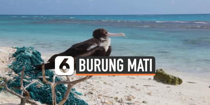 VIDEO: Burung Langka Hawaii Mati karena Sampah Plastik