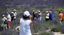 Wisatawan berfoto ketika mereka berjalan melintasi ladang lavender di Valensole, sebelah tenggara Prancis pada 29 Juni 2019. Di wilayah ini terdapat hamparan luas ladang lavender, menyatu cantik dengan lanskap bukit dan pegunungan di belakangnya. (Photo by GERARD JULIEN / AFP)