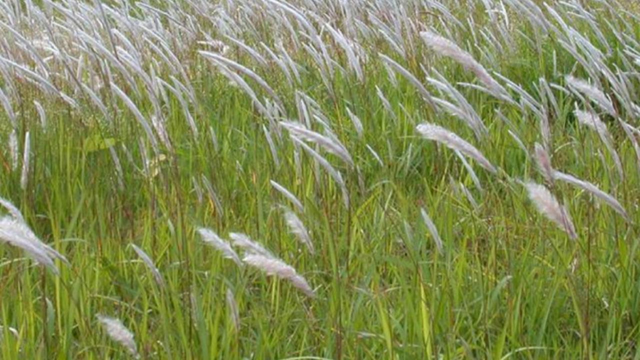 akar alang-alang