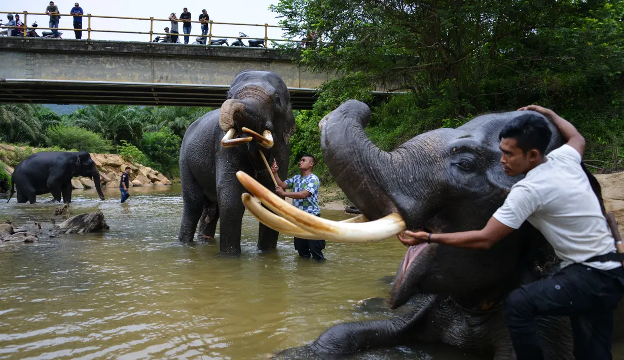 Pawang memandikan gajah Sumatera di sungai di Koridor Satwa Trumon, Kawasan Ekosistem Leuser, Aceh Selatan pada 15 April 2019. Ekosistem Leuser ini merupakan rumah bagi 105 spesies mamalia, 382 spesies burung, dan setidaknya 95 spesies reptil dan amfibi. (CHAIDEER MAHYUDDIN / AFP)