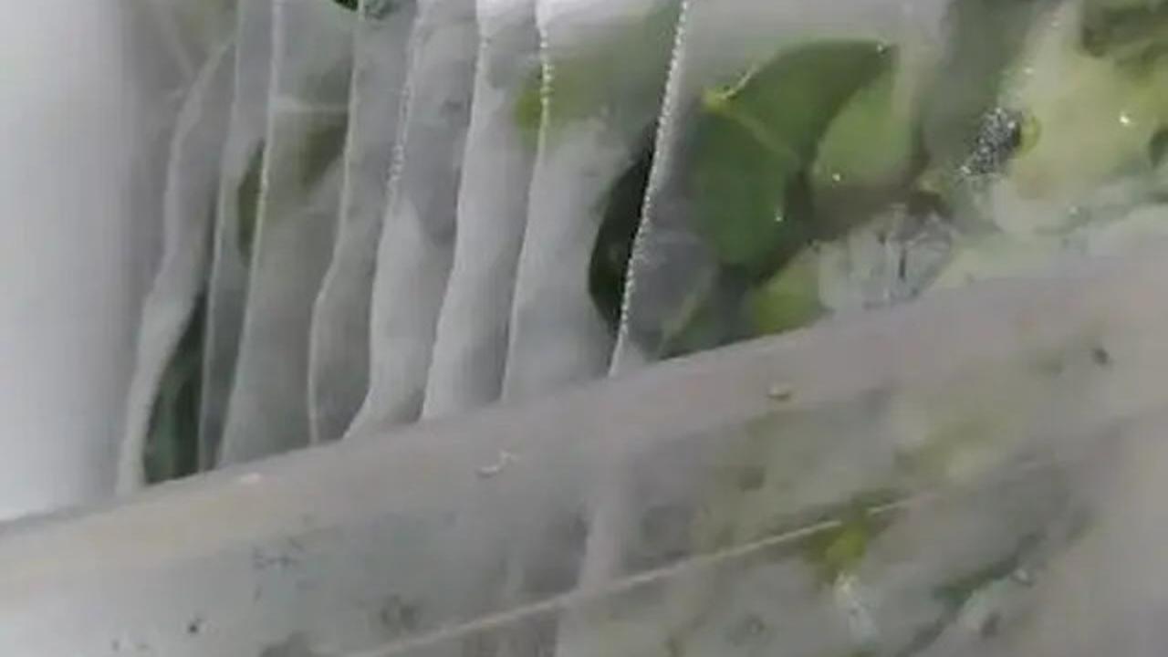 Cara Menyimpan Daun Jeruk agar Tetap Segar hingga 3 Bulan