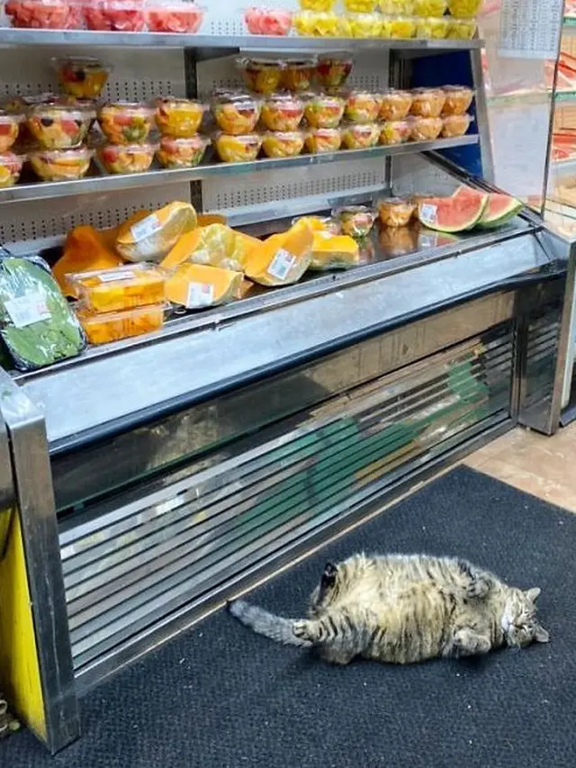 7 Potret Menggemaskan Kucing Lagi Jaga Toko, Kocak Banget