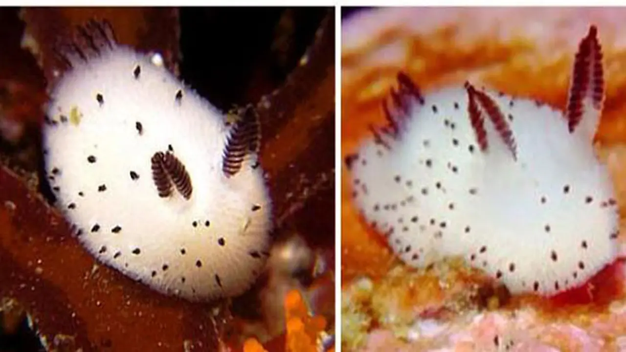 Siput Laut Termanis yang Pernah Ada di Dunia