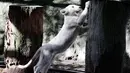 Anak singa putih berusia empat bulan menggaruk batang pohon di Kebun Binatang Altiplano di Tlaxcala, Meksiko, Selasa (7/8). (AP Photo/Rebecca Blackwell)