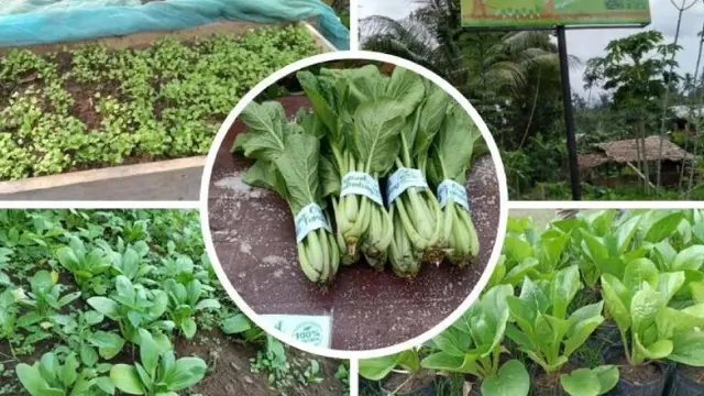 Sayur Organik Tumaluntung