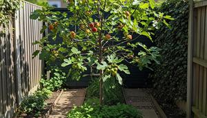 Tips Agar Buah Tin Cepat Berbuah di Pekarangan (AI)