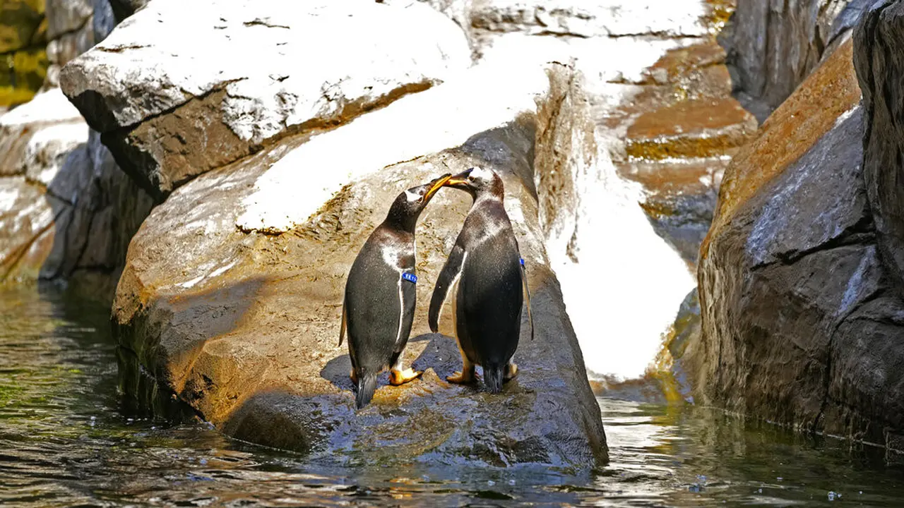 Melihat Penguin Gentoo yang Baru Didatangkan di Belgia