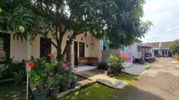 12 Jenis Pohon Buah yang Cepat Tinggi Tapi Akarnya Tetap Aman untuk Rumah