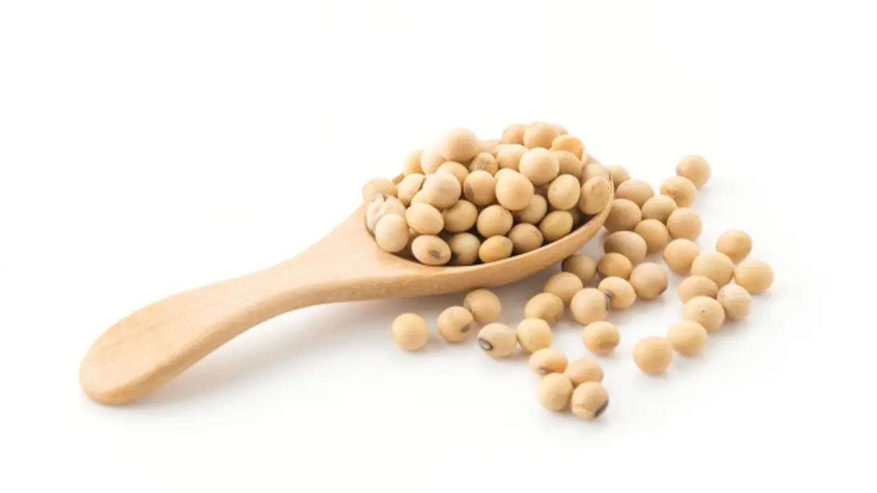 Gambar Ilustrasi Kacang Kedelai