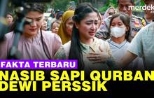 VIDEO: Fakta Terbaru Dewi Perssik Vs Ketua RT, Nasib Sapi Kurbannya Kini
