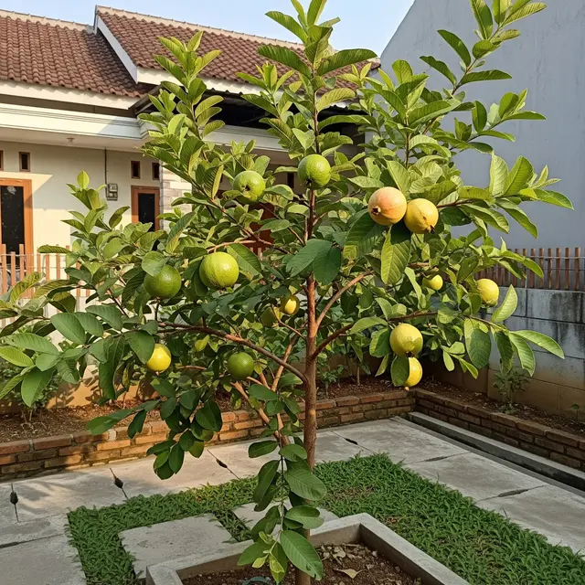9 Tanaman Buah yang Bisa Berbuah Tanpa Pupuk Kimia, Cocok untuk Kebun Rumah