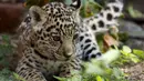 Seekor bayi  macan tutul bermain di Kebun Binatang Quito di Guaylabamba, Ekuador, Minggu (8/11/2015).  Bayi Macan tutul ini merupakan satu dari dua yang baru lahir di kebun bunatang ini. (REUTERS/Guillermo Granja)