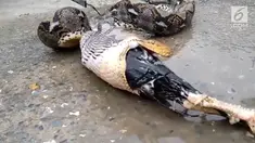 Video detik-detik seekor ular piton memuntahkan seekor ayam jago.