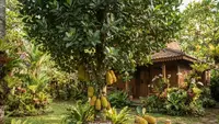 10 Cara Mengatasi Nangka yang Cepat Besar tetapi Lambat Berbuah, Ini Perawatannya