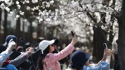 Orang-orang mengambil foto bunga sakura di Nanjing, di provinsi Jiangsu timur China, Selasa (14/3/2023). Memasuki musim semi di China, warga berbondong-bondong menikmati keindahan dari bunga sakura yang mekar. (Photo by AFP)