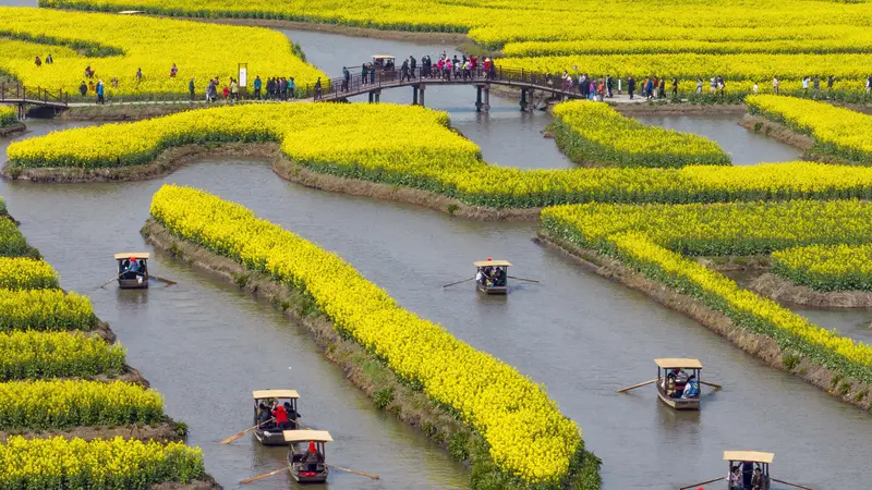 Keindahan musim semi yang memukau di lautan bunga canola