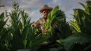 Seorang petani bekerja di perkebunan tembakau di San Juan y Martinez, Provinsi Pinar del Rio, Kuba (24/2). Selama kegiatan tersebut pecinta cerutu akan memiliki kesempatan untuk menyaksikan dan merasakan langsung tembakau khas Kuba. (AFP Photo/Yamil Lage)