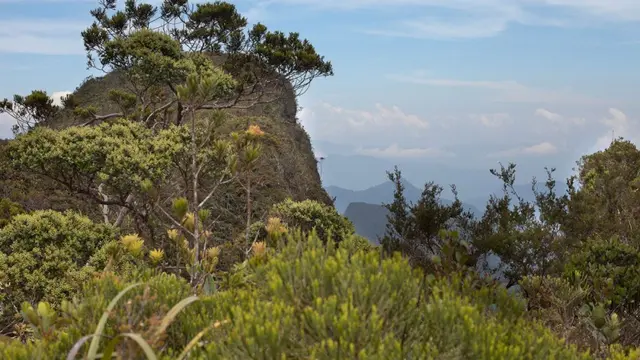 Pemandangan di atas Bukit Batikap, Habitat Orangutan di Perbatasan Kalimantan. (Dok: Gunung Bagging/https://www.gunungbagging.com/batikap/)