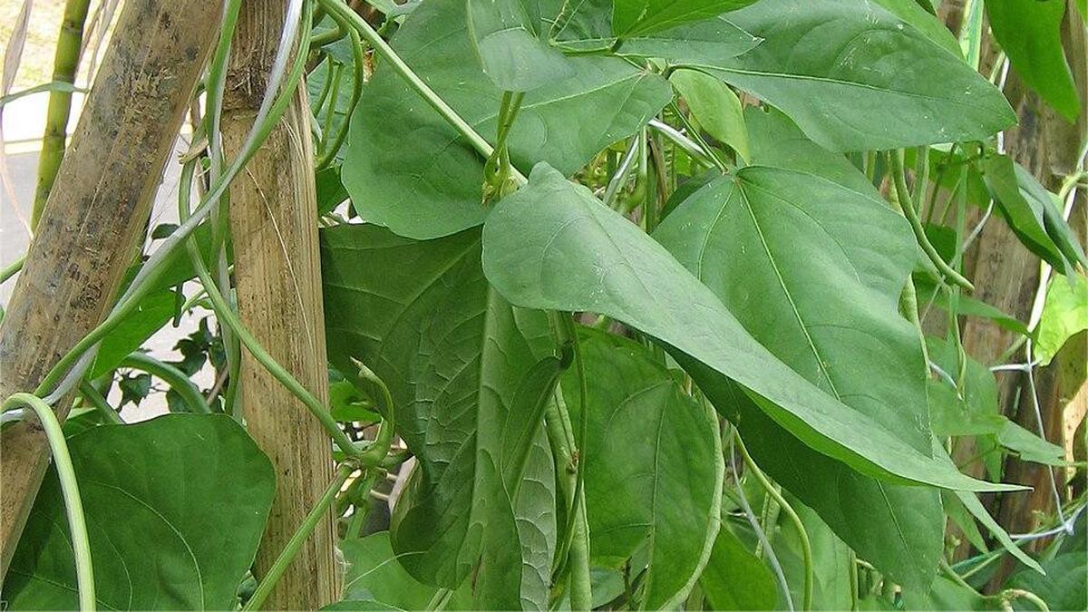 3 Cara Mengolah Daun Kacang Panjang, Variasi Menu Harian Sehat dan Lezat