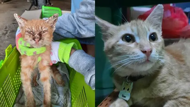 7 Potret Transformasi Kucing Liar Sebelum dan Sesudah Diadopsi Bikin Haru