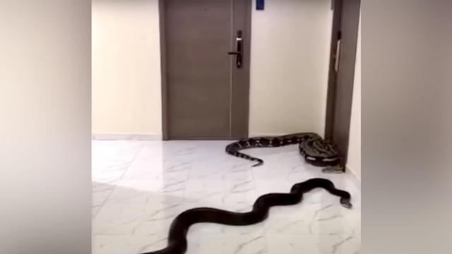 Sebuah video yang diunggah di Facebook menunjukkan ular itu merayap di lantai marmer gedung kondominium. (Screenshot เจ๊ม้อย v+/YouTube)