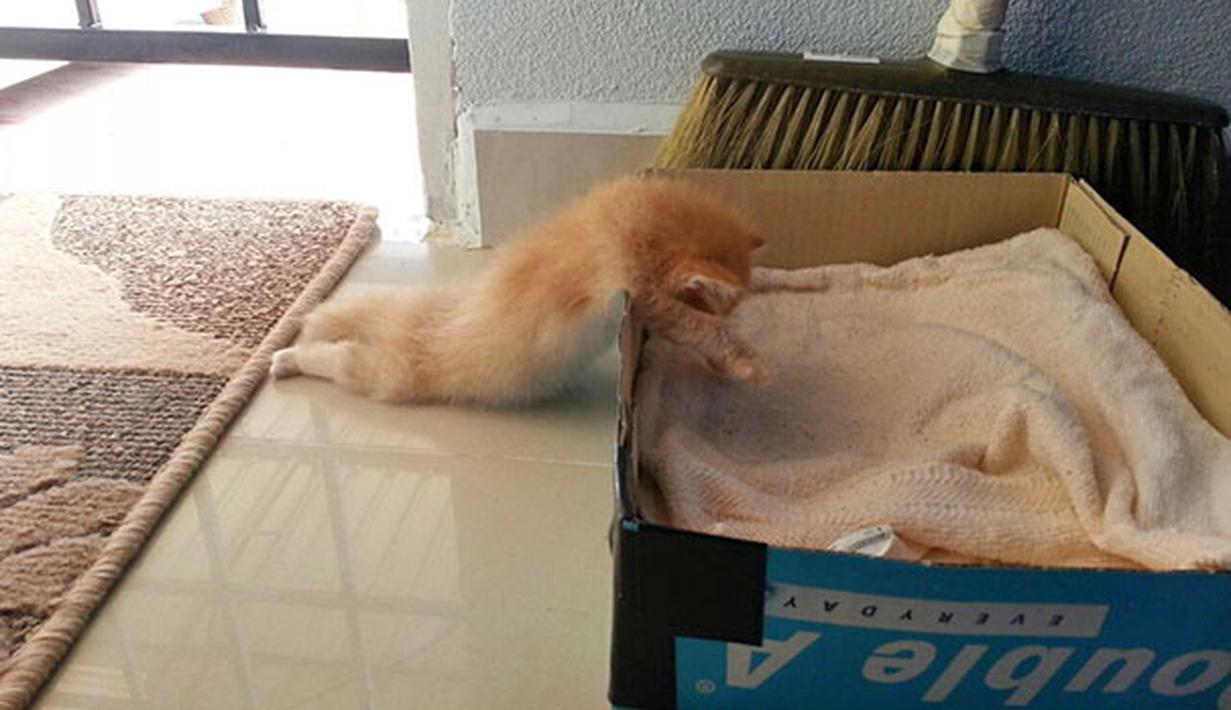 Очень Уставший Кот