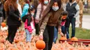 Para pengunjung memilih labu di sebuah festival labu, atau dikenal sebagai Pumpkinfest, di Lincolnshire, Illinois, Amerika Serikat (AS), pada 17 Oktober 2020. Belakangan ini, banyak kota di Illinois menggelar festival labu menjelang perayaan Halloween. (Xinhua/Joel Lerner)