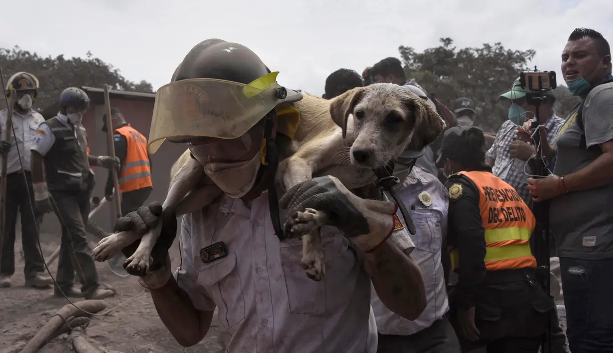 Seorang petugas menggendong anjing yang berhasil diselamatkan dari letusan gunung Feugo di desa San Miguel Los Lotes, Guatemala (5/6). Dua hari setelah letusan tim penyelamat mencari dan mengevakuasi korban letusan gunung Fuego. (AFP/Johan Ordonez)