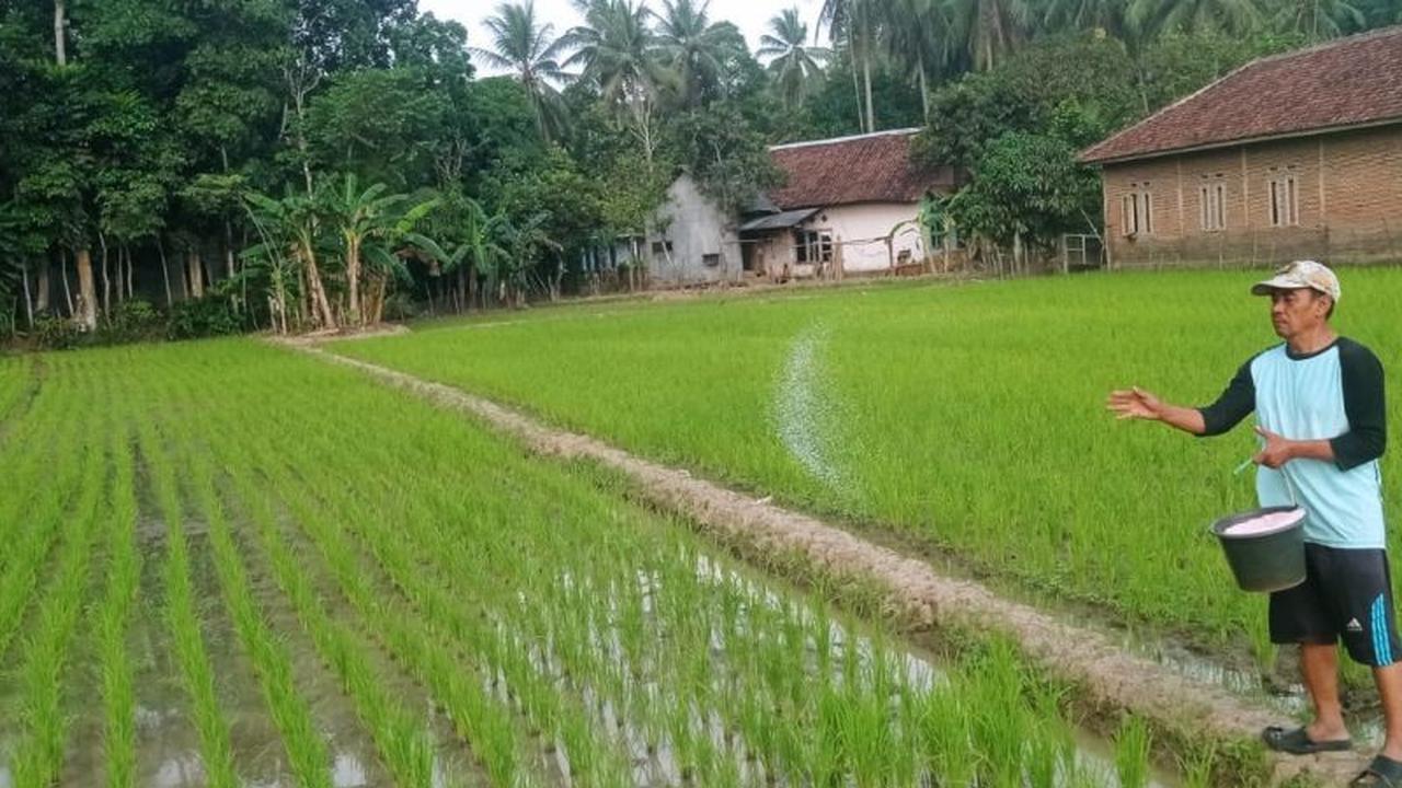 Kabar Baik Petani: Persediaan Pupuk Lebak Aman Hingga Akhir 2026
