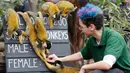 Penjaga menghitung jumlah monyet tupai saat melakukan sensus tahunan di Kebun Binatang ZSL London, Inggris, Kamis (2/1/2020). Kebun Binatang ZSL London melakukan sensus tahunan terhadap lebih dari 500 spesies. (AP Photo/Frank Augstein)