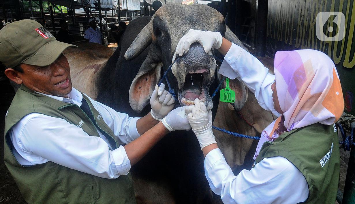 Petugas Kesehatan Hewan (Puskeswan) Kota Depok memeriksa kesehatan sapi hewan kurban di CV Puput di kawasan Rangkapan Jaya, Depok, Jawa Barat, Rabu (21/6/2023). (merdeka.com/Arie Basuki)