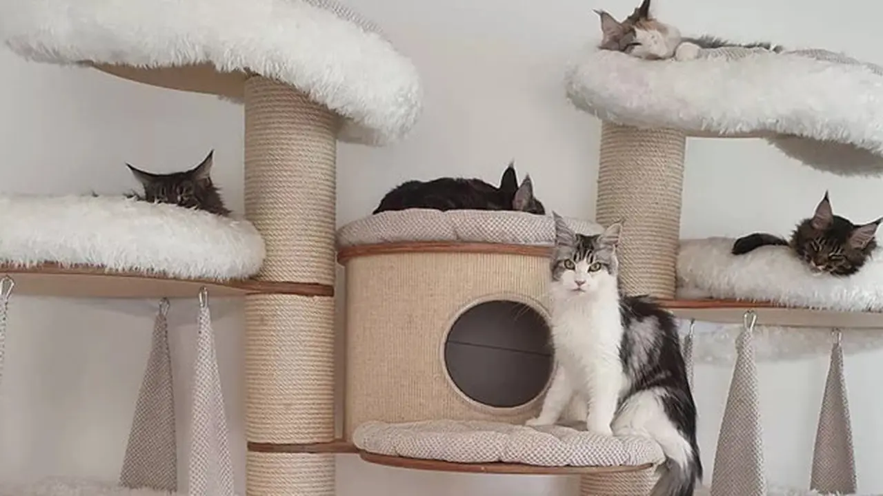 5 Ide Pohon Kucing yang Cantik dan Menakjubkan untuk Peliharaan Kesayangan