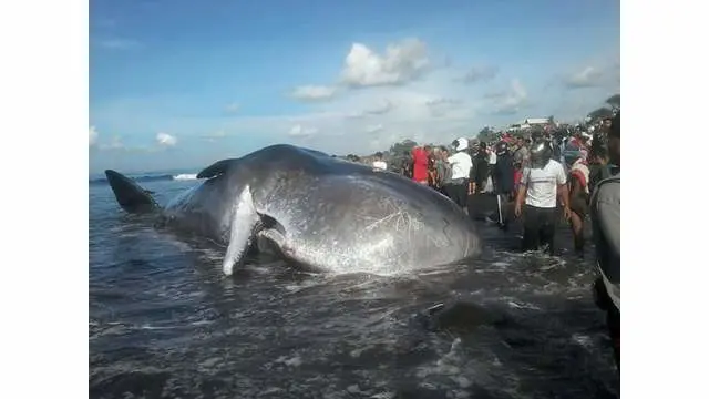 Seekor ikan paus terdampar di pantai Batu Tumpeng, Bali. Alhasil, badan paus yang besar itu menjadi tontonan dan menjadi ajang mainan anak-anak.