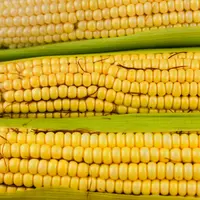 Ilustrasi jagung. (Foto: Freepik)